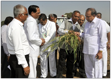 2013january17 agril mini babubhai s field visit (9)